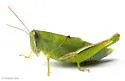 Florida Purple-striped Grasshopper - photo 4