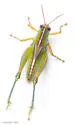 Osceola grasshopper