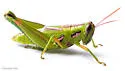 Osceola grasshopper - photo 2