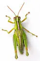 Osceola grasshopper - photo 3