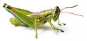 Osceola grasshopper - photo 4