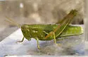 Hesperotettix pacificus