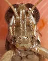 Hesperotettix pacificus - photo 3