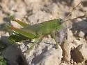 Showy Grasshopper - photo 2