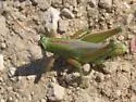 Showy Grasshopper - photo 3