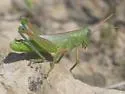 Showy Grasshopper - photo 4