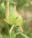 Showy Grasshopper - photo 5