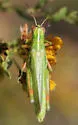 Hesperotettix viridis - photo 2