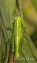Hesperotettix viridis - photo 3