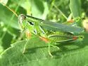 Hesperotettix viridis - photo 4