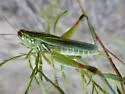 Hesperotettix viridis - photo 5