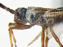 Hesperotingis fuscata - photo 3