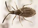 Hesperotingis mississippiensis