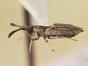 Hesperotingis mississippiensis - photo 2