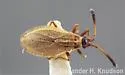 Hesperotingis occidentalis