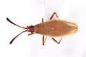 Hesperotingis occidentalis - photo 2