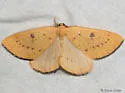 Hesperumia fumosaria - Hodges#6432