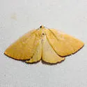 Hesperumia fumosaria - Hodges#6432 - photo 2