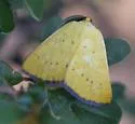 Hesperumia fumosaria - Hodges#6432 - photo 4