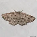Hesperumia latipennis - Hodges#6433
