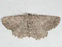 Hesperumia latipennis - Hodges#6433 - photo 2