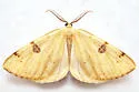 Sulphur Moth - Hodges#6431 - Hesperumia sulphuraria