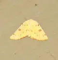 Sulphur Moth - Hodges#6431 - photo 2