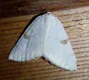 Sulphur Moth - Hodges#6431 - photo 3