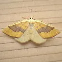 Sulphur Moth - Hodges#6431 - photo 4