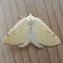 Sulphur Moth - Hodges#6431 - photo 5