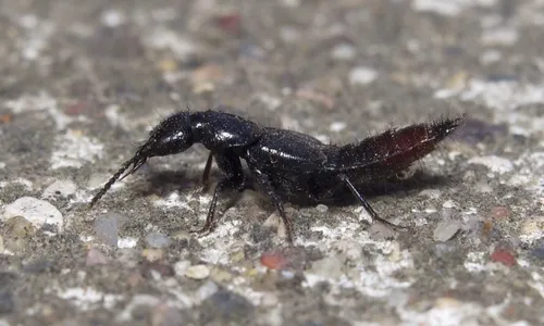 Hesperus apicialis