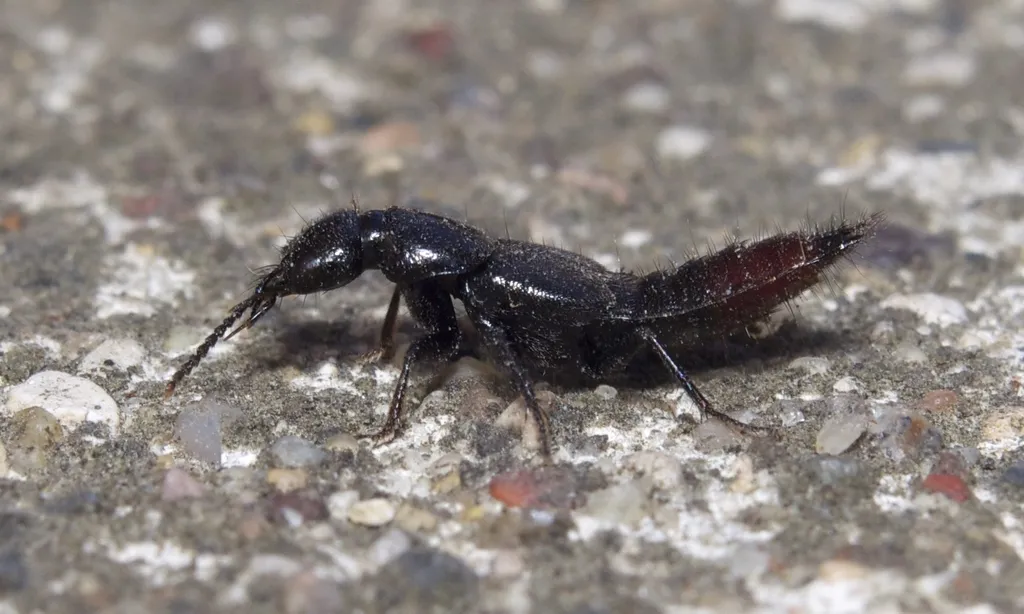 Hesperus apicialis - photo 2