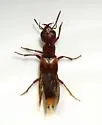 Hesperus arizonicus