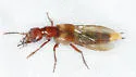 Hesperus arizonicus - photo 2