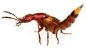 Hesperus arizonicus - photo 4