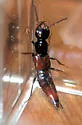 Hesperus baltimorensis - photo 2