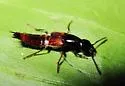 Hesperus baltimorensis - photo 3