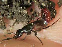 Hesperus baltimorensis - photo 5