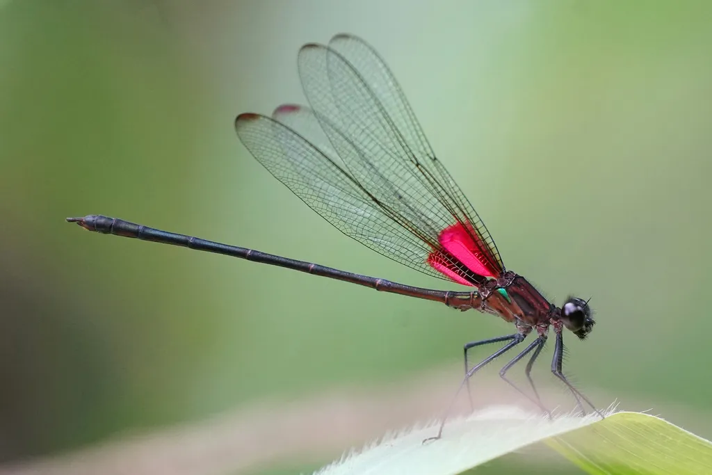 Highland Rubyspot - photo 2