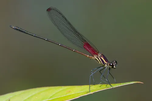 Racket-tipped Rubyspot