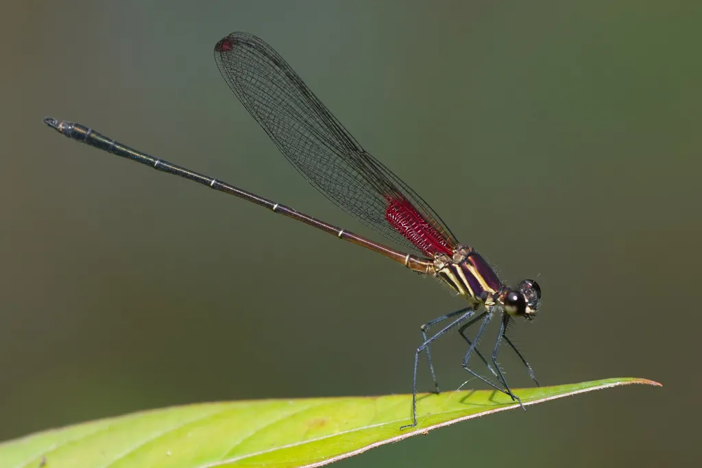 Racket-tipped Rubyspot - photo 2