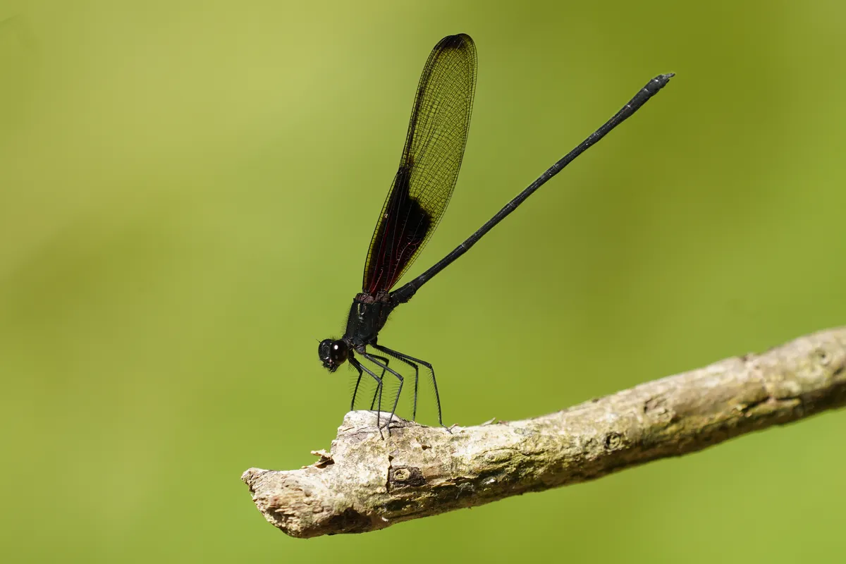 Smoky Rubyspot