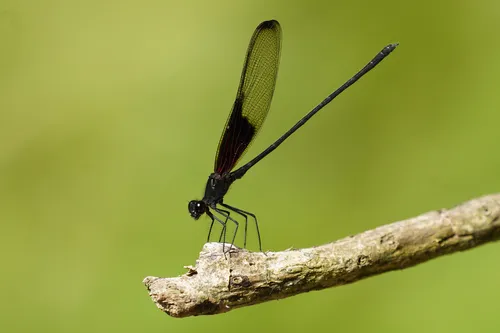 Smoky Rubyspot - photo 3