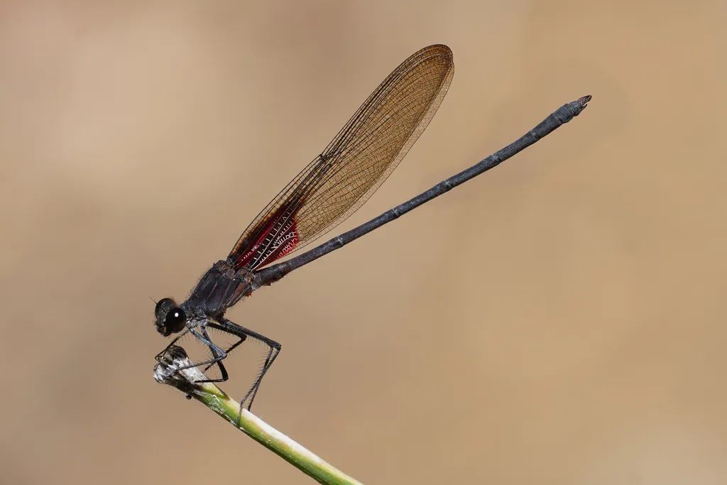 Canyon Rubyspot