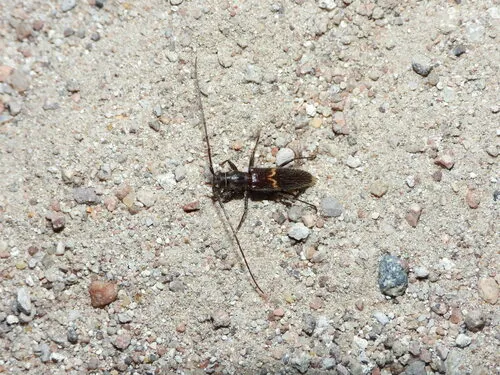 Heterachthes polingi