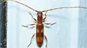 Heterachthes quadrimaculatus - photo 2