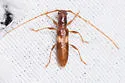 Heterachthes quadrimaculatus - photo 3