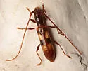 Heterachthes quadrimaculatus - photo 4