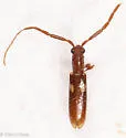 Heterachthes quadrimaculatus - photo 5