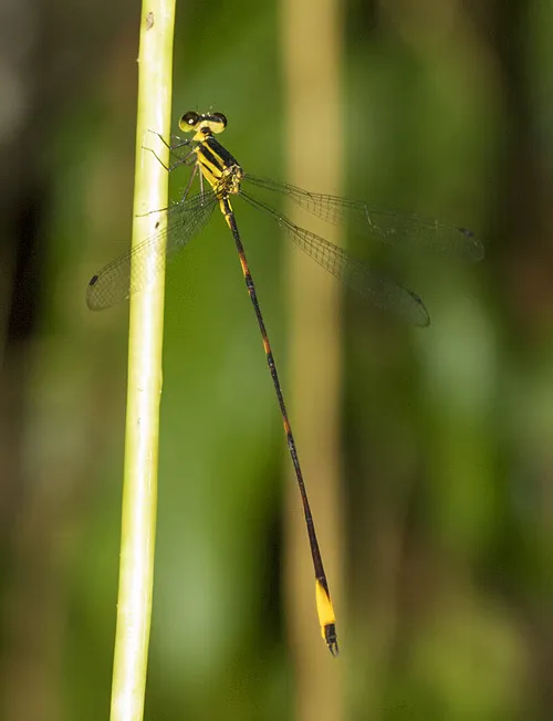 Heteragrionidae - photo 2